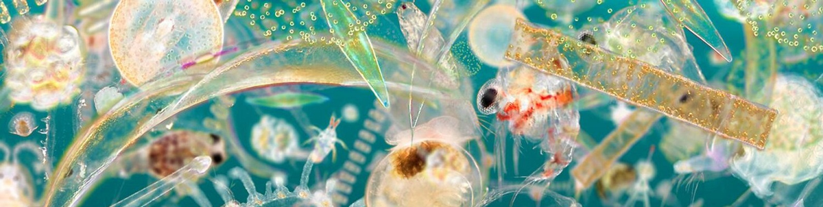 Планктонные микроорганизмы. Фото взято из открытых источников.