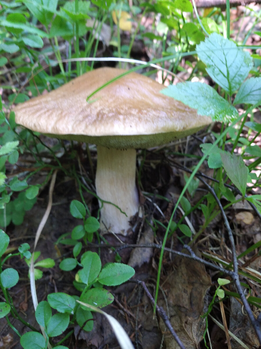 Белый гриб.