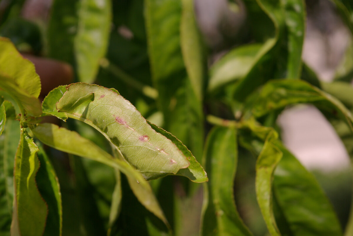 Признаки КУРЧАВОСТИ на персике
