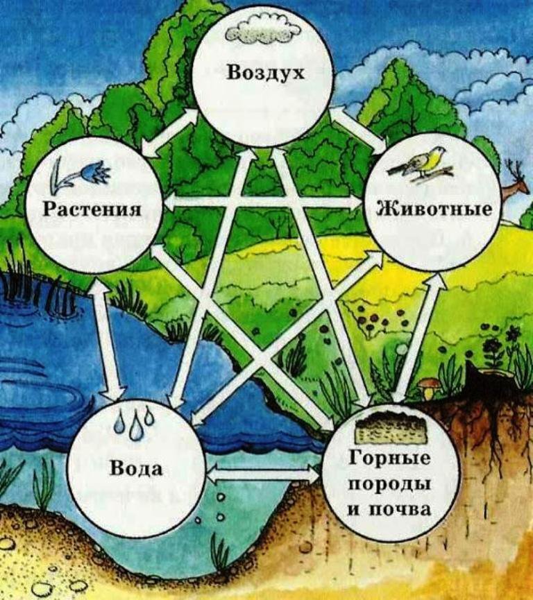 Схема взаимосвязей между компонентами природного комплекса 6 класс