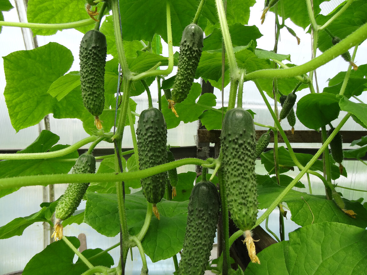 Огурцы в теплице.