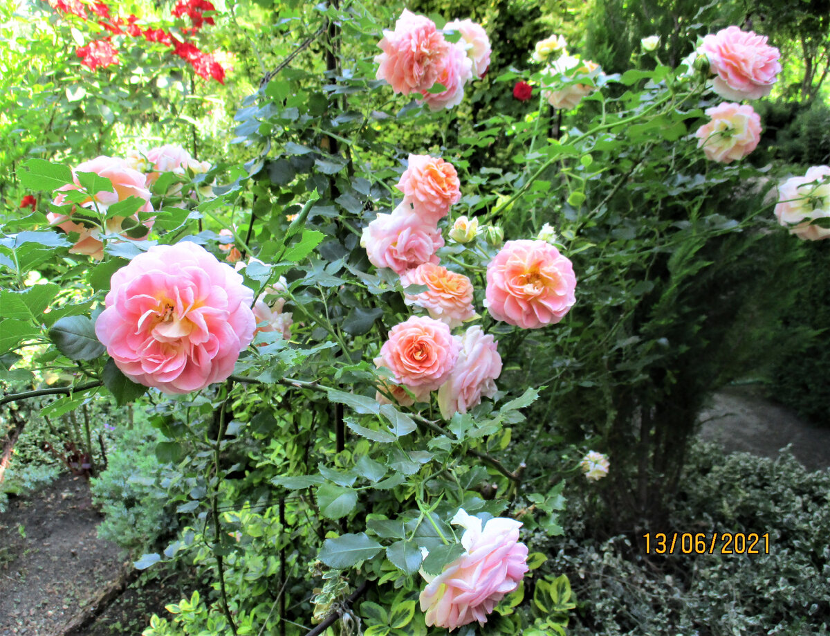 Плетистая роза "Концерто.