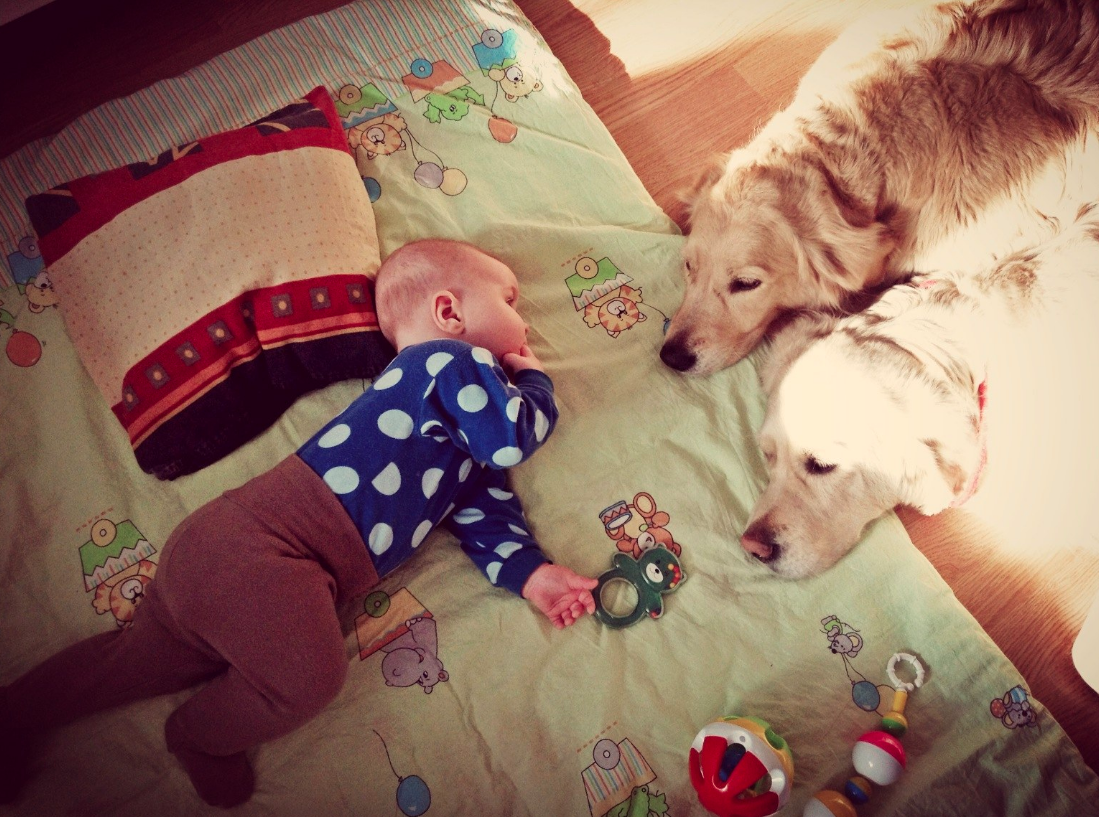 Золотистые ретриверы отличные няньки для деток. С ними интересно и безопасно.
На фото сын с нашими собаками Эмили и Мегги.