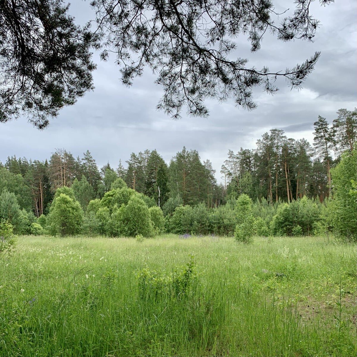 Часть заповедного леса внутри городского периметра