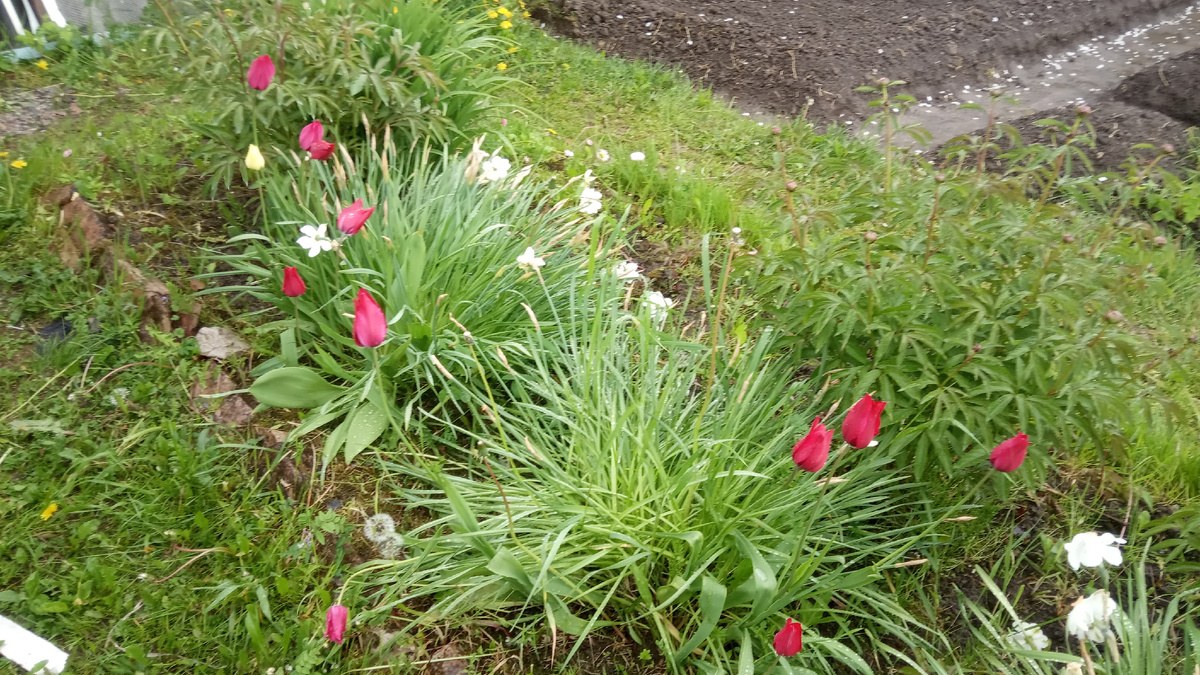 А здесь поздние тюльпаны и тоже поздние нарциссы