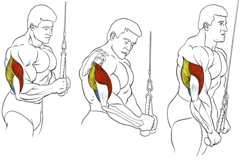  Разгибание рук на верхнем блоке стоя.
