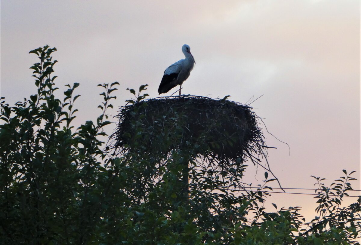 Такой красавец встречал нас в первый же вечер - во дворе домика моей подруги)))