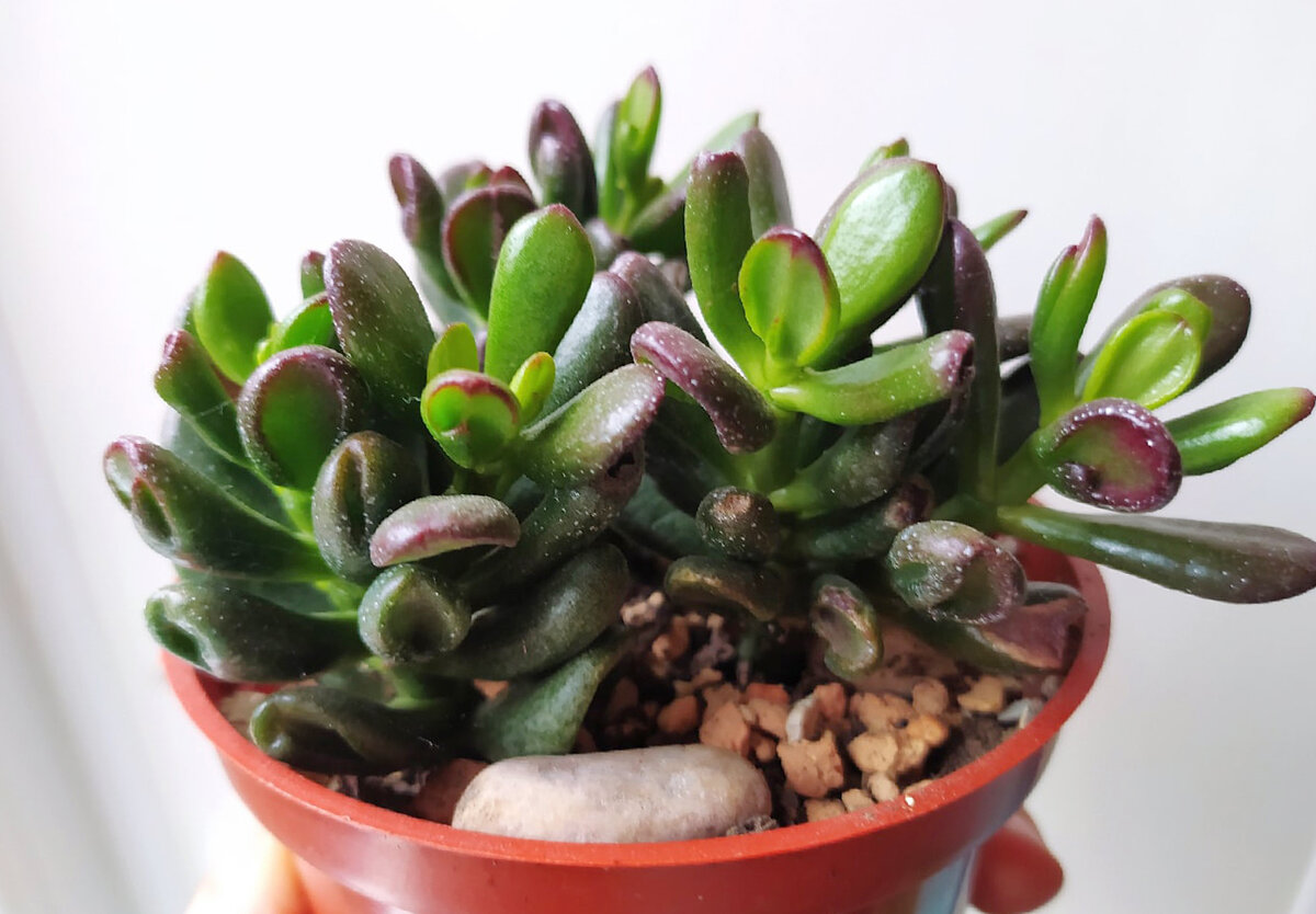 мой якобы Гендальф