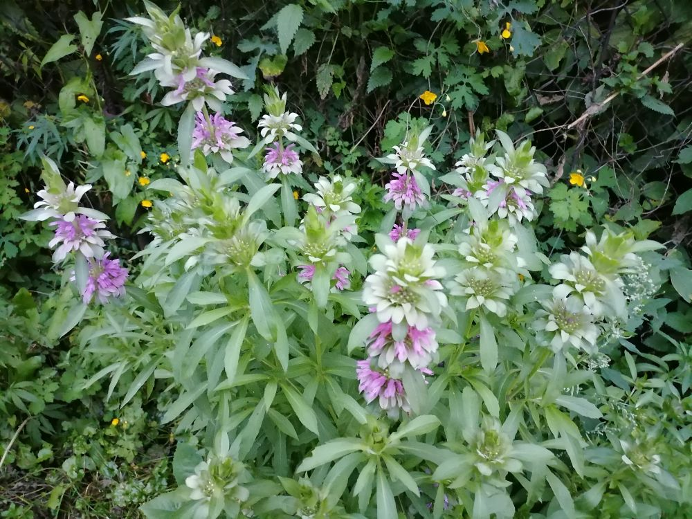 Монарда violacea