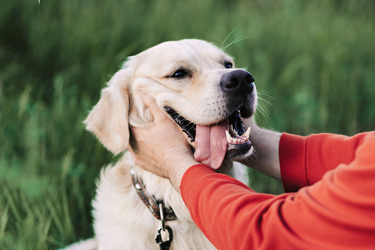 Золотистый ретривер: почему дружелюбный компаньон с энергичным  темпераментом подойдёт не всем любителям собак | Приключения натуралиста |  Дзен