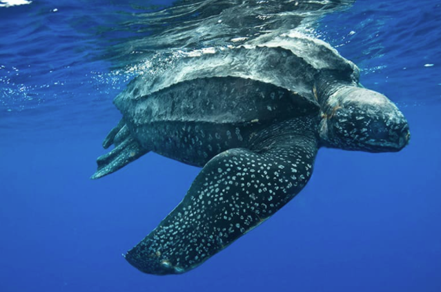 Удивительные факты о черепахах: что вы не знали о этих загадочных существах