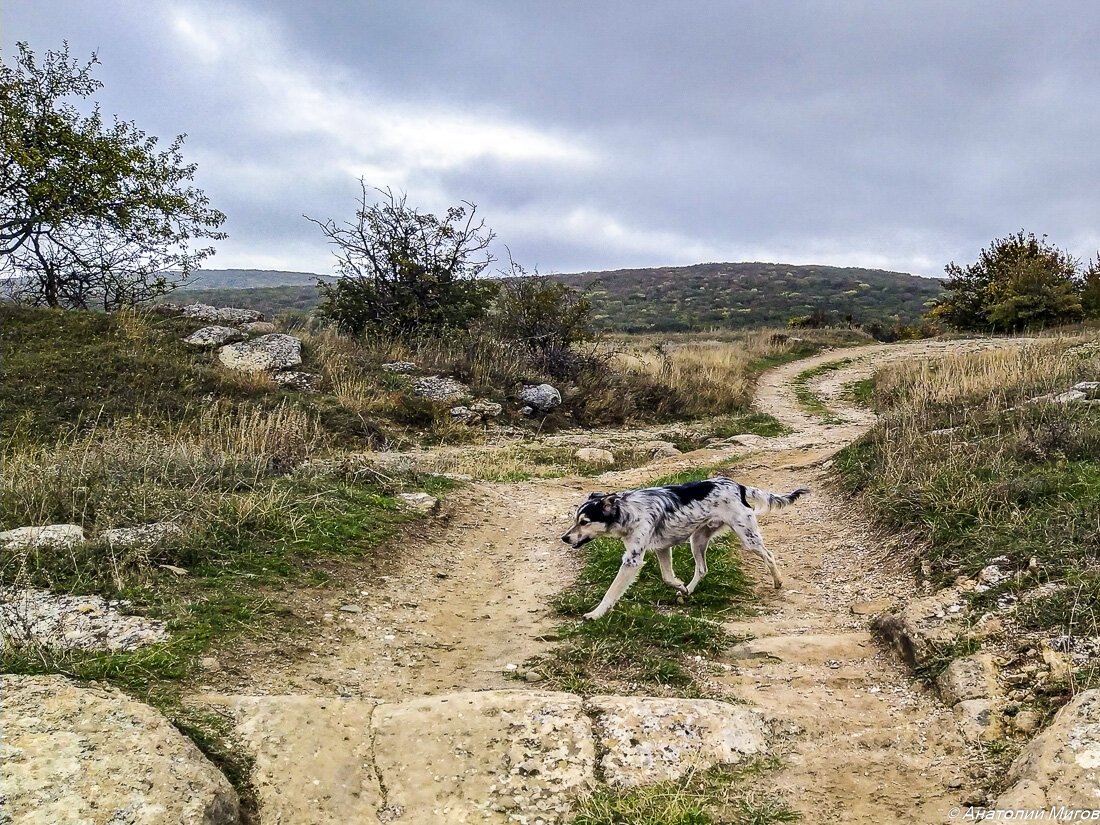 На фото: вот этот взрослый пёс сопровождал нас всю прогулку, при этом вел себя дружелюбно и независимо.