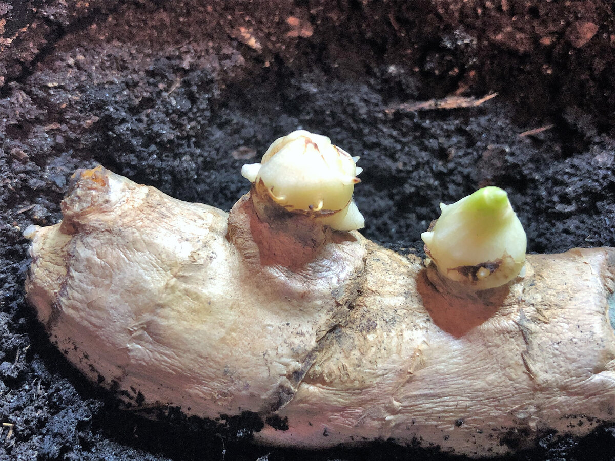 Пророщенный корень имбиря для посадки