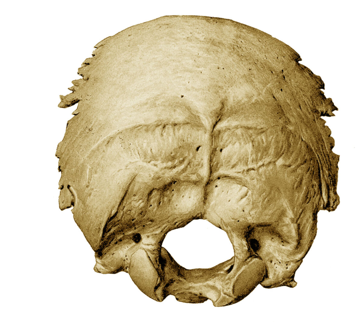 Затылочная кость черепа. 