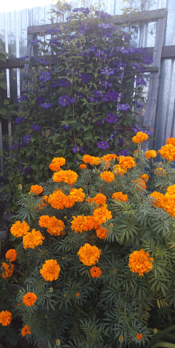 ТАГЕТЕС  ВЫСОКИЙ  С  КЛЕМАТИСОМ  ЛЕТО  2021