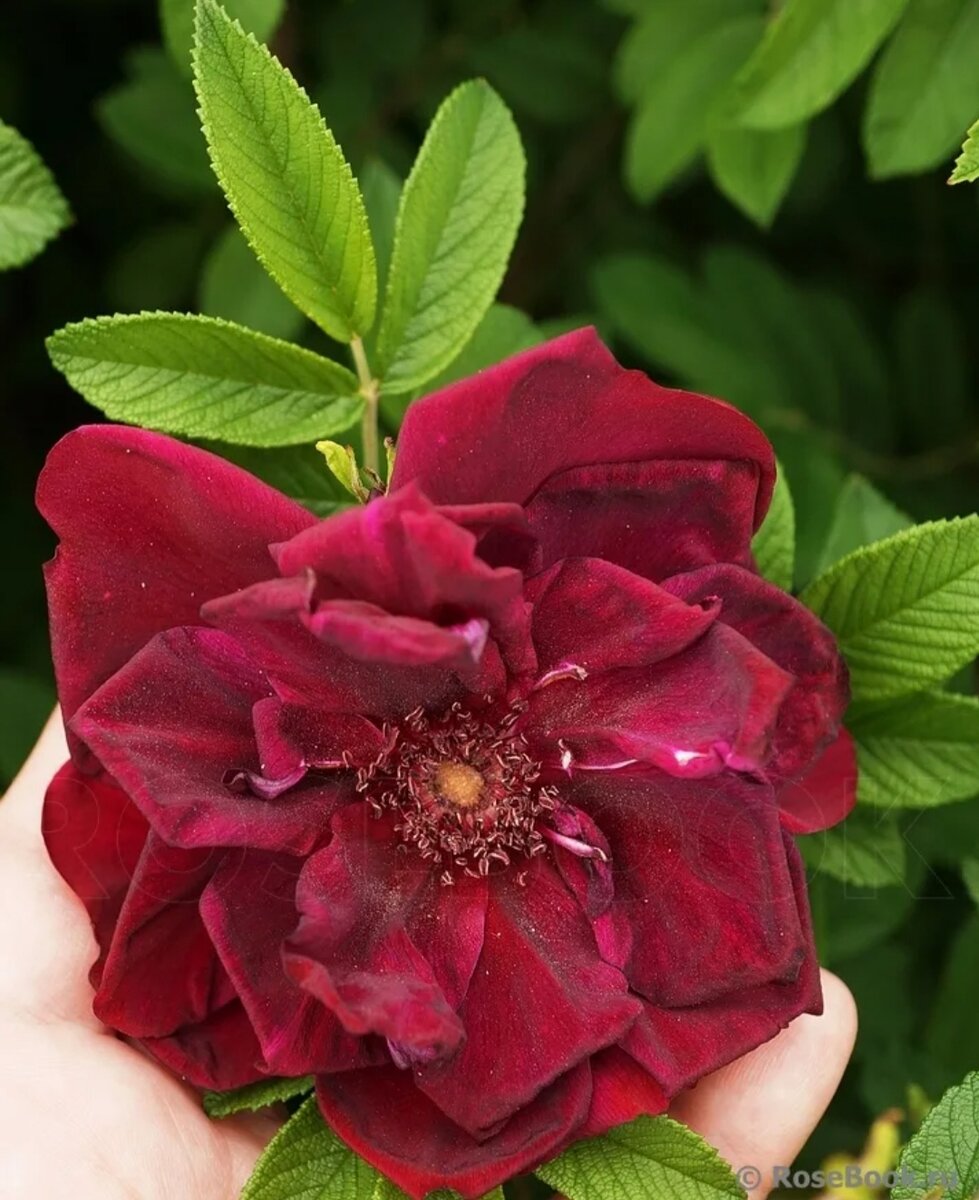 Ротес феномен роза ругоза