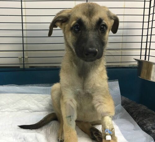 Питомец Кожуховского приюта. Источник: http://vao-priut.org/ 