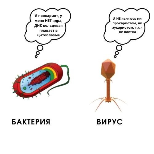 Чем микроб отличается от бактерии?