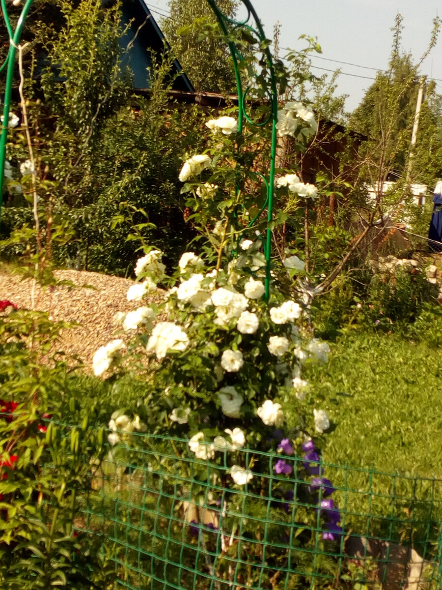 Роза из черенка.