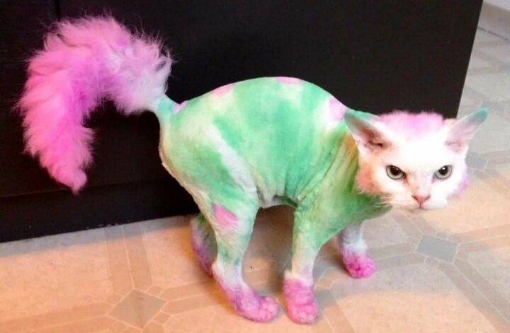 Из открытого источника яндекс картинки 