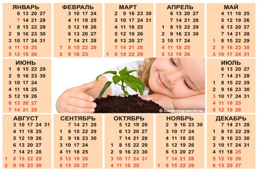 Календарь посадки растений на январь 2025 год