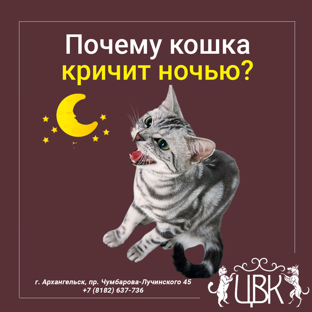 Кот мяукает по ночам причины. Почему кошки кричат ночью. кошка кричит без причины. привычки кошек.