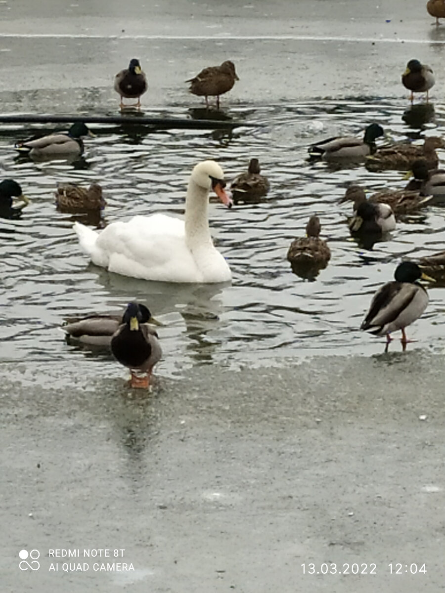 Согласованные ловцы рыбы :) Фото автора.