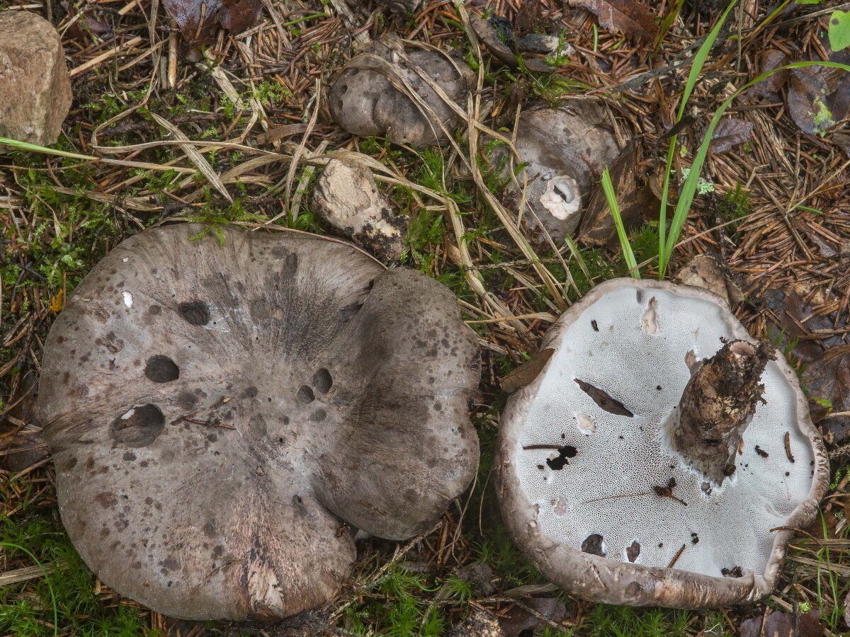 📌Статус: III категория.