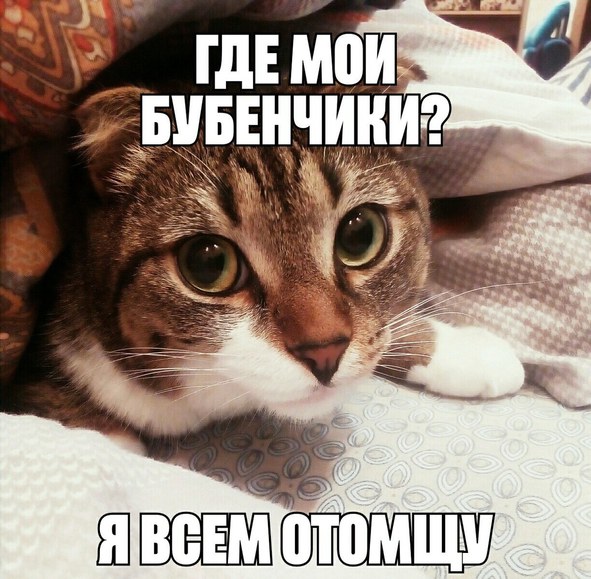 Бубенцы кота. Кот с бубенчиком. Кот Мем. Бубенчики прикол.