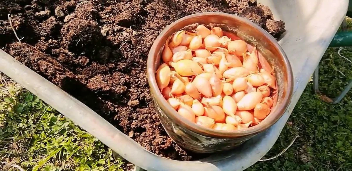 Фото заимствовано в сервисе Яндекс.Картинки