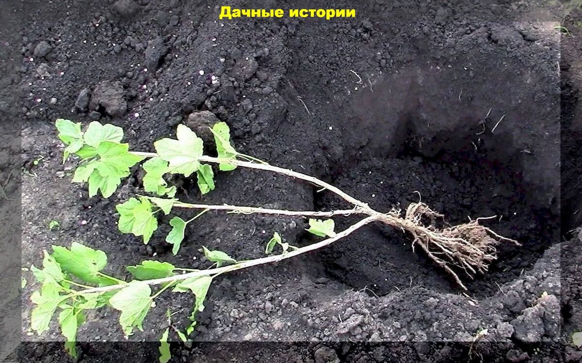 Как правильно посадить фото