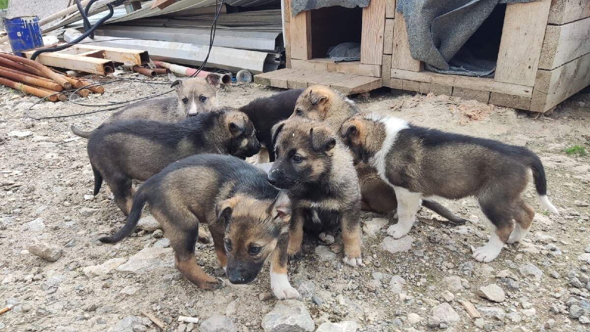 у алешиной собаки родились 7 щенков