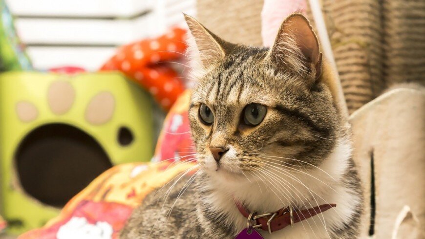 ФОТО : «Мир 24» / Татьяна Константинова