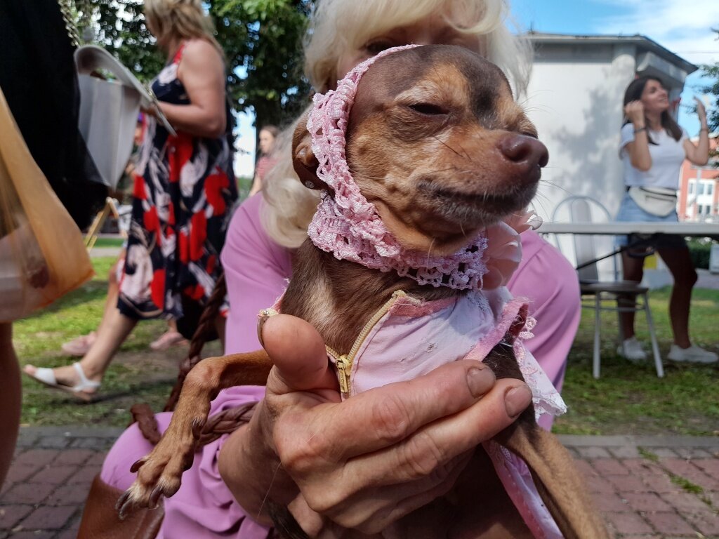 Супергерой, хот-дог, принцесса: в Твери прошел масштабный Парад собак