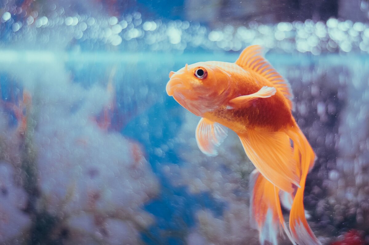     Какую воду использовать для аквариума: питьевую или обычную из крана?