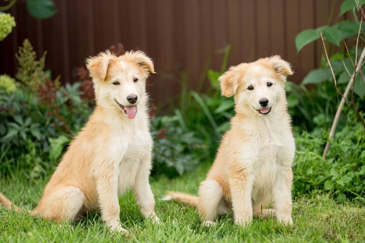 Малышки Рикки и Тикки ищут дом. Москва и МО | Ирина Дорн 🐶🐱 | Дзен