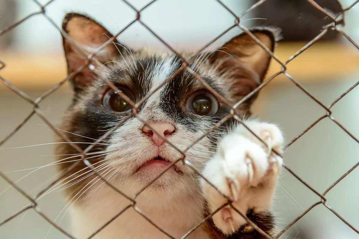 Беру кошку. Приют для кошек. Приют для животных кошки. Котики в приюте. Котята в приюте.