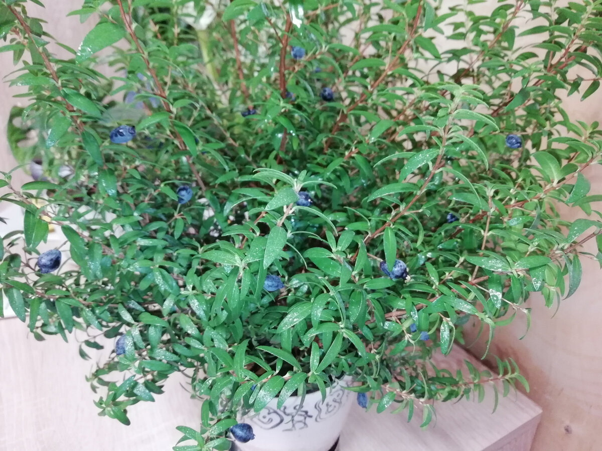 Моя гордость! Фото из личного архива автора канала. 