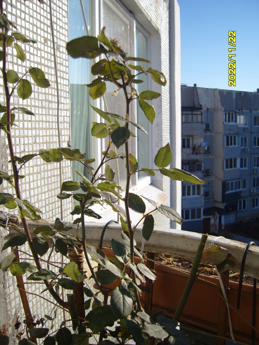 Розовая роза на балконе