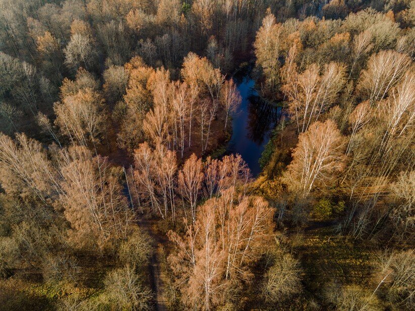    Невский лесопарк Автор фото: Сергей Ермохин