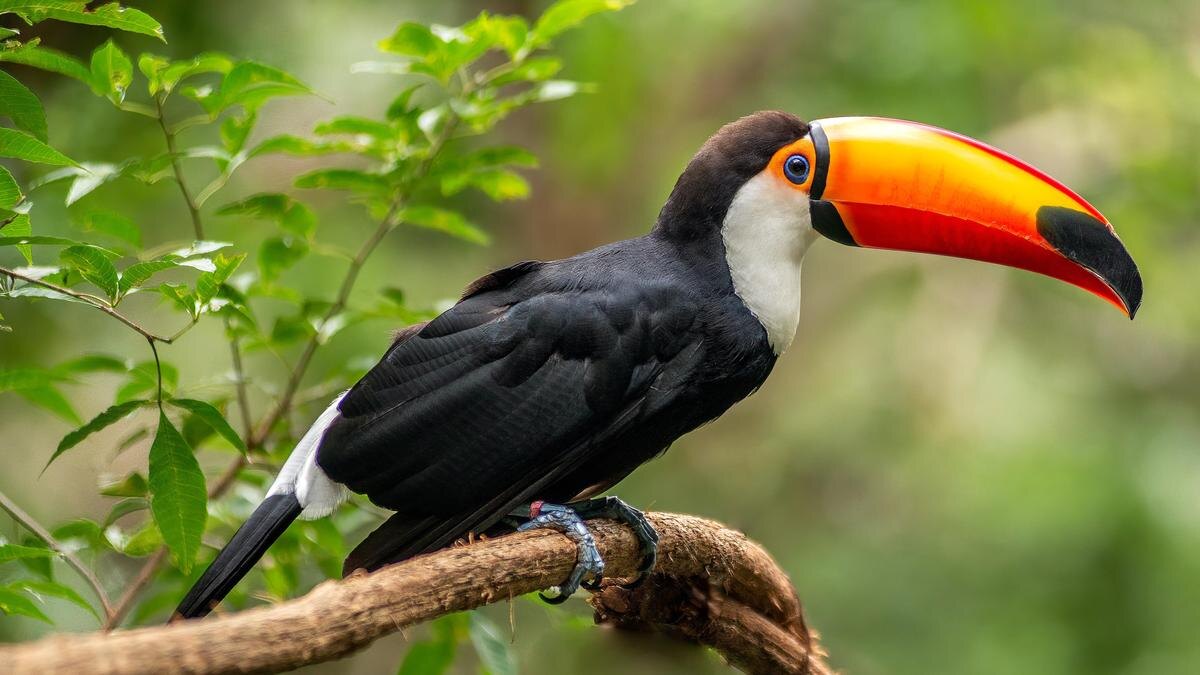    Птица тукан на ветке:pexels.com