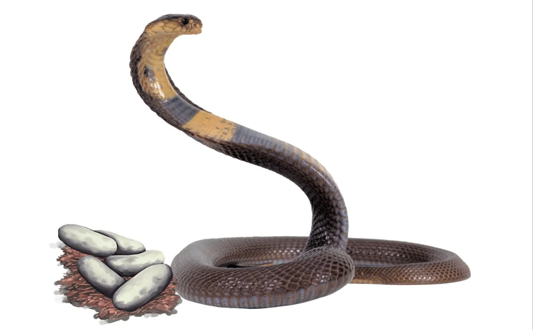 Королевская кобра