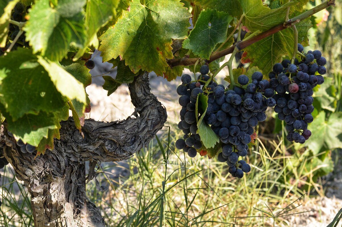 Зреющий Неро д'Авола