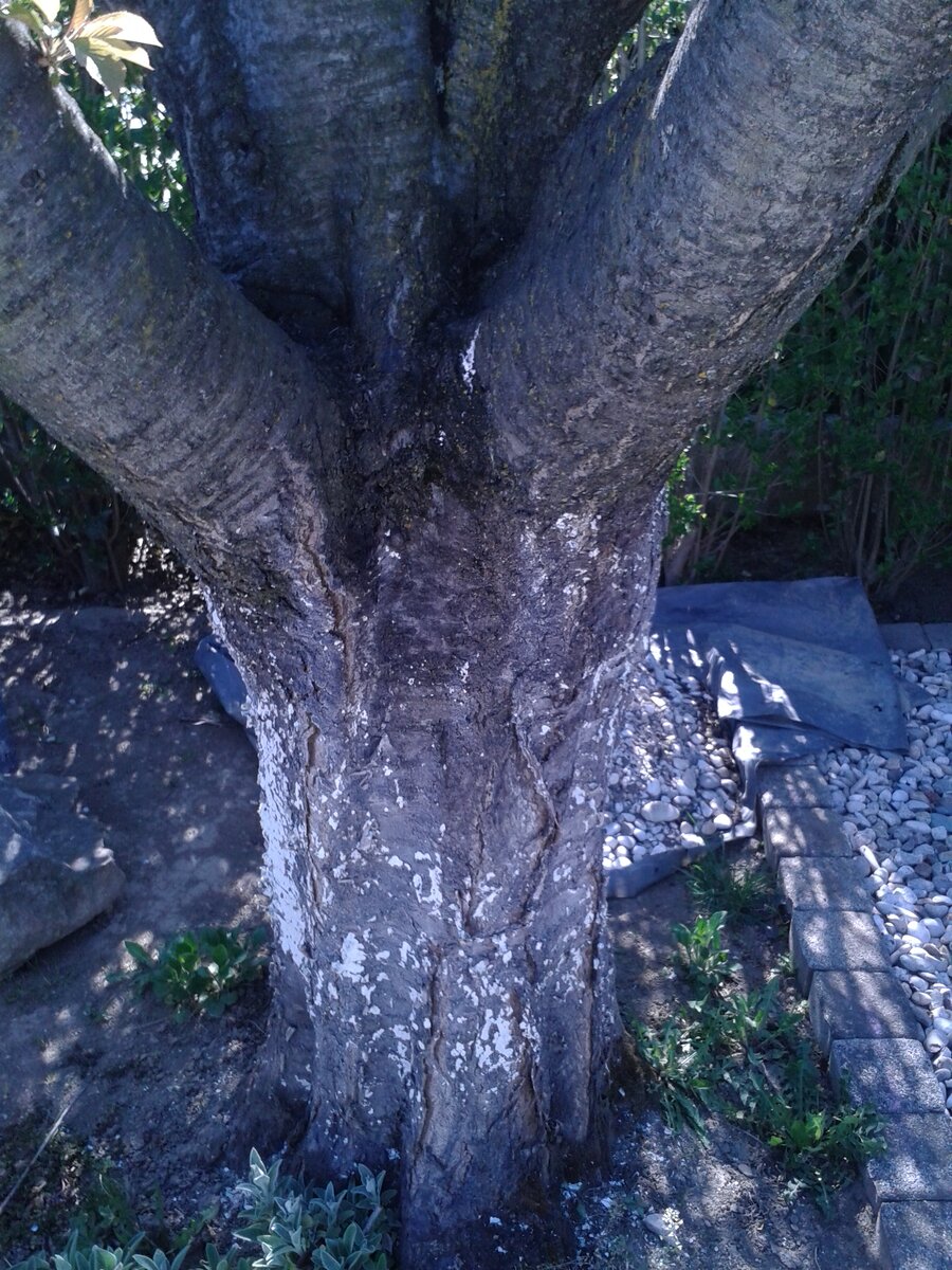 С высоты 120 см начинается разветвление.