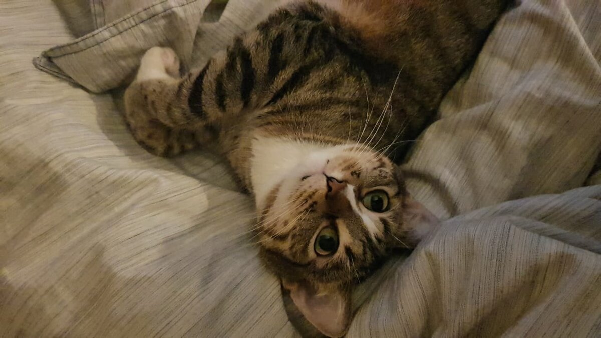 Котик Кабачок, который уехал из приюта домой 14 октября 2019 года, готовится к прививкам... У него все замечательно 💕