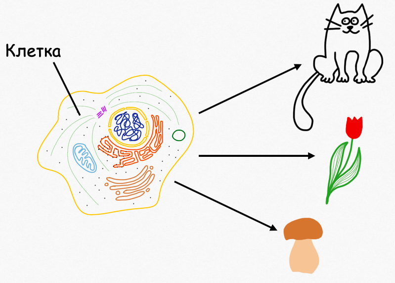 Все живые организмы состоят из клеток. На рисунке изображена животная клетка, у растений и грибов есть отличительные особенности, о которых мы поговорим в следующих статьях. 