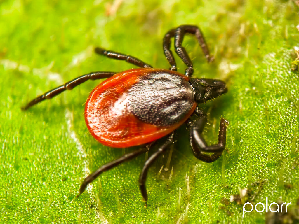Одними из самых неприятных жителей Земли, которые вызывают у большинства людей страх, являются паукообразные