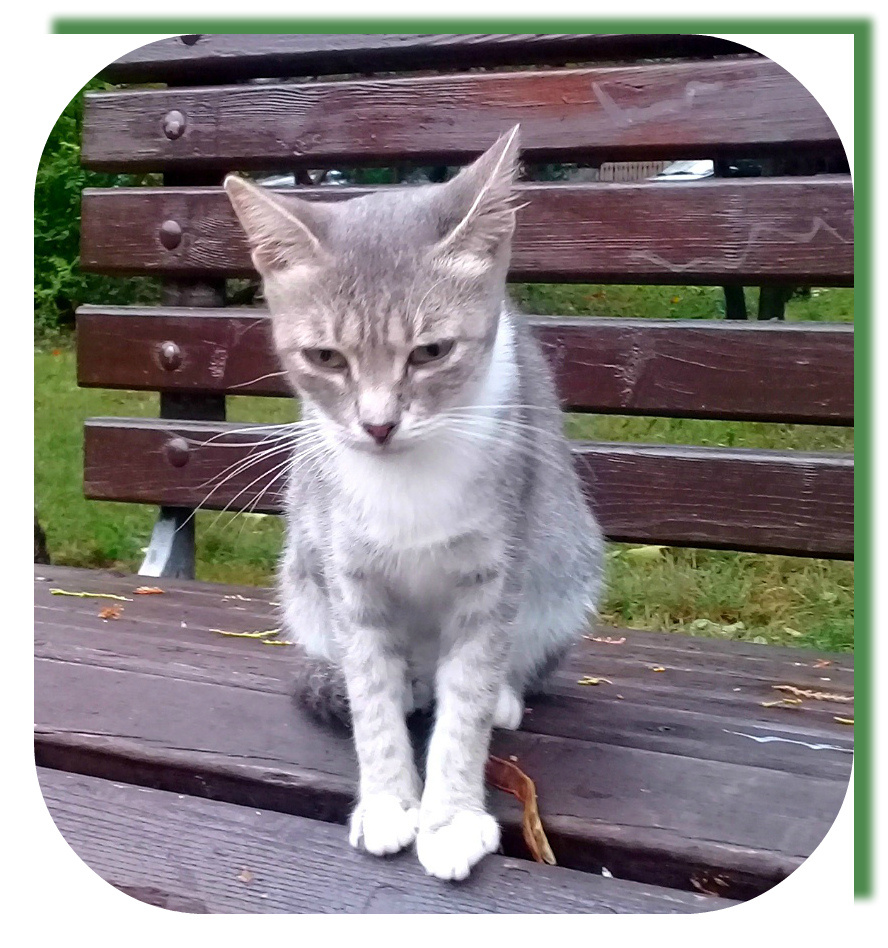 Очень грустная кошка