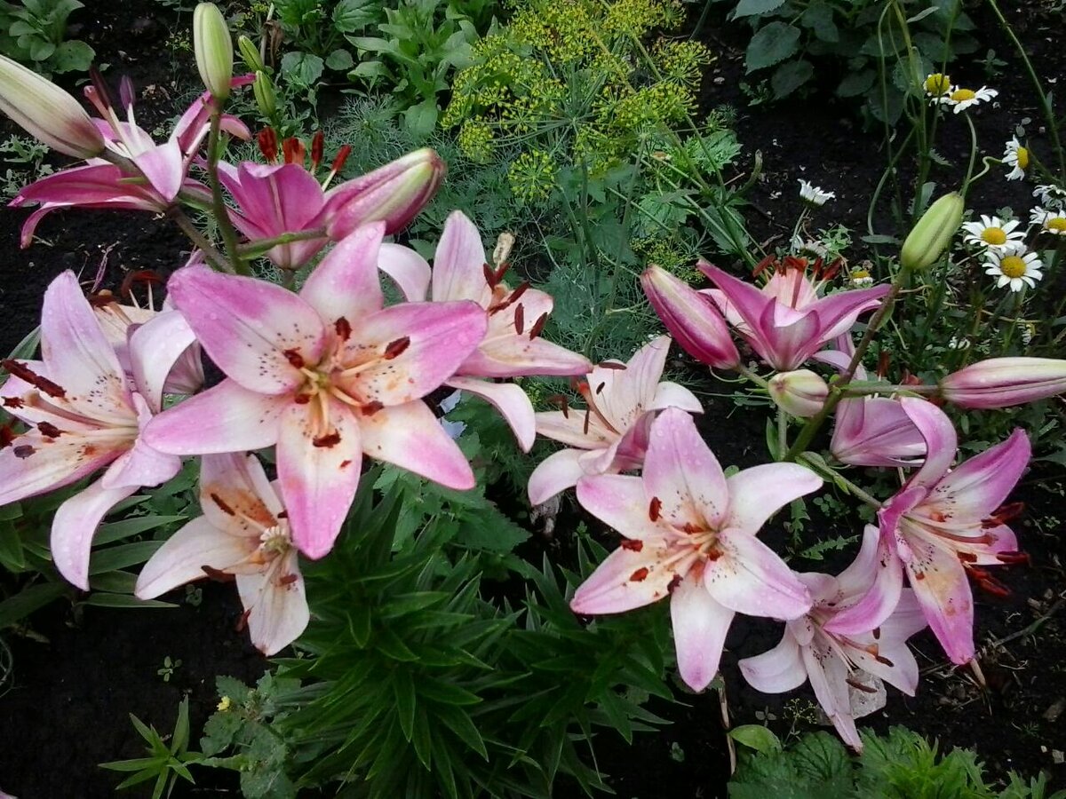 У меня  их несколько видов