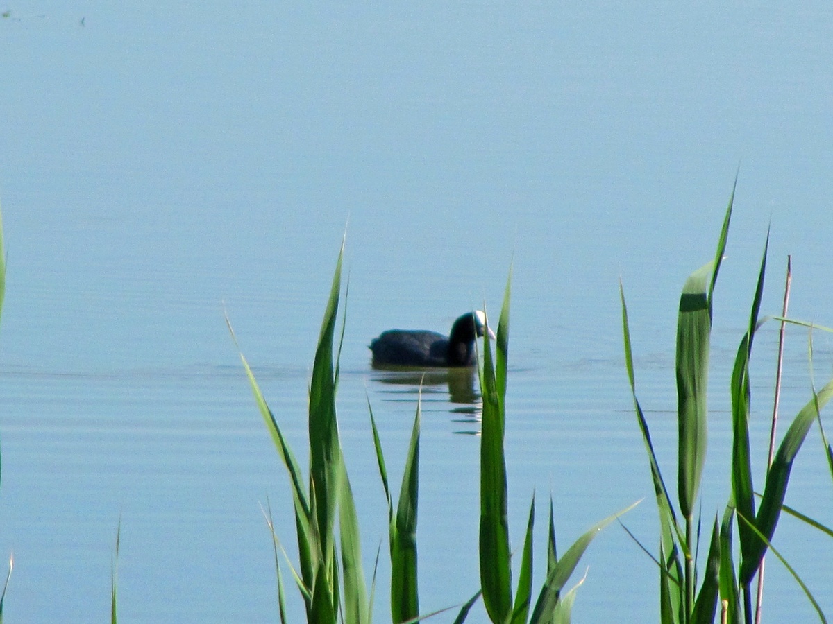 полчаса охотилась за этой уткой, чтобы сфотографировать)